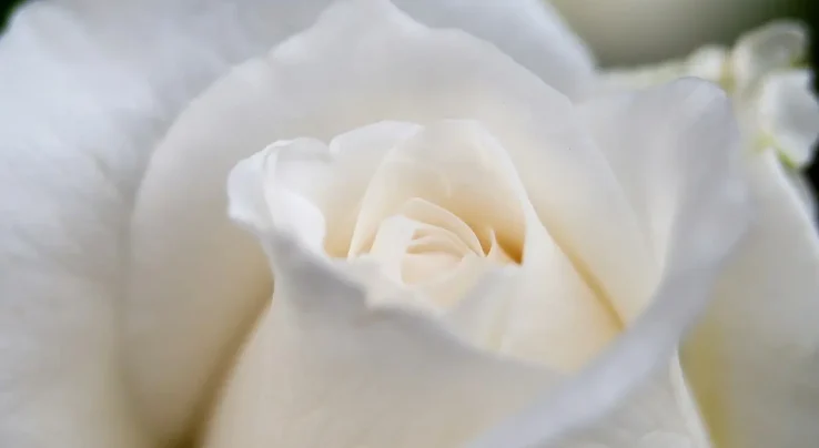 gabriel-miklos-Jq1nb6C_f20-unsplash Close-up of a soft white rose.